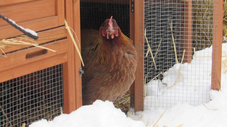 snow chicken