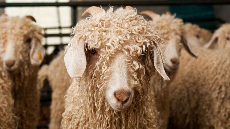 angora goats