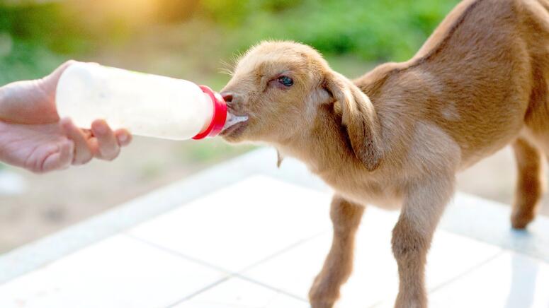 bottle fed goat