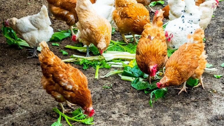 chickens eating leafy greens