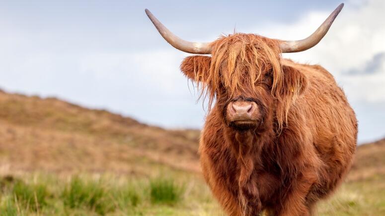 highland cattle beautiful