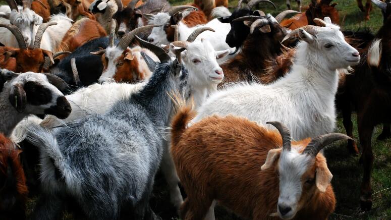 fiber goats