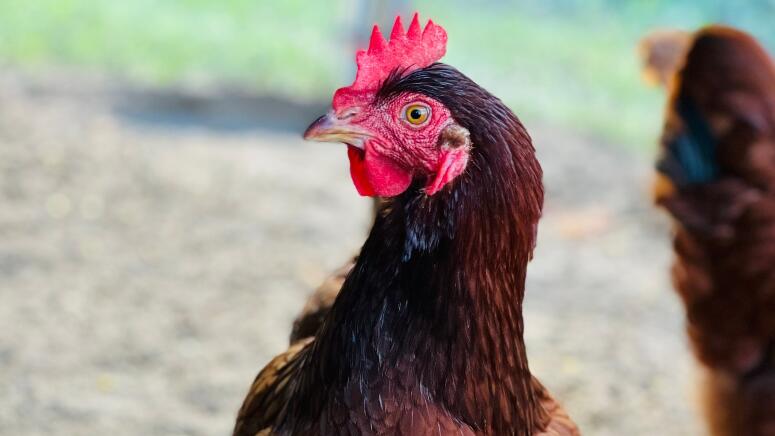 beautiful rhode island red