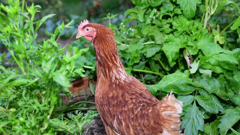 chicken in herb garden