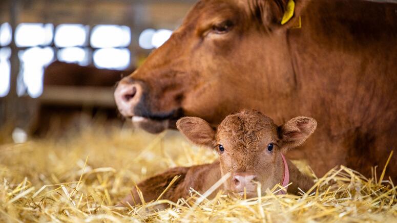 calf and mother