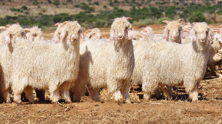 angora goat