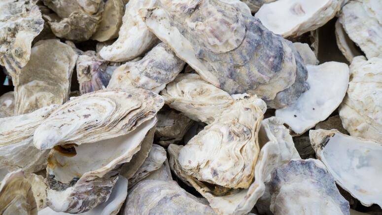 oyster shell