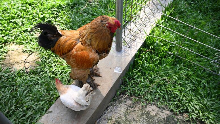 brahma compared to regular chicken