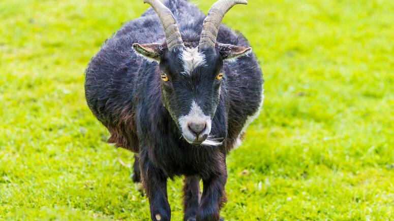 bloated pygmy goat