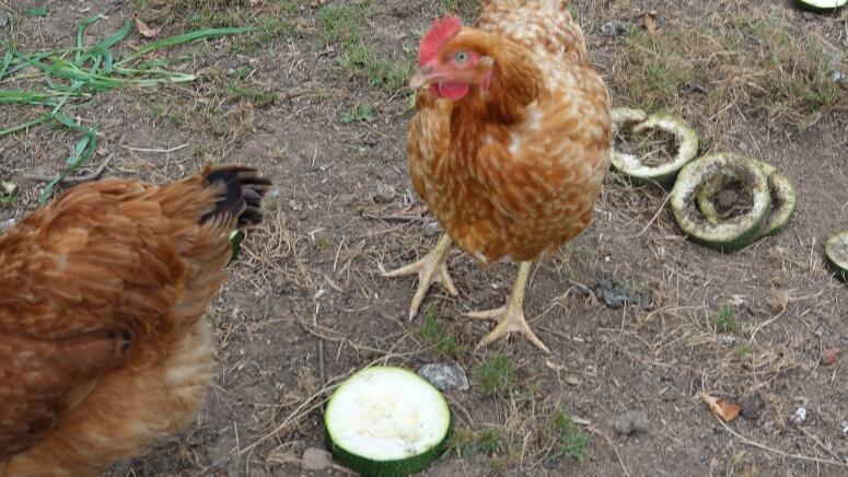 can chickens eat cucumbers yes