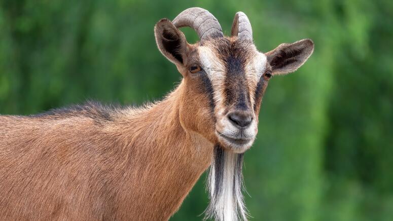 male goat