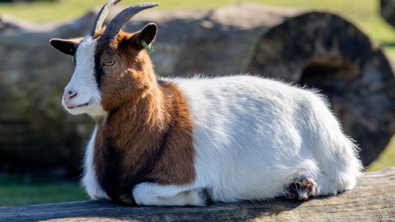 healthy pregnant goat