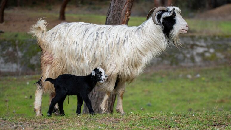 mom and baby goat