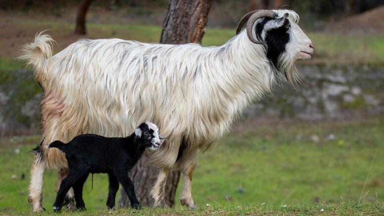 goat family