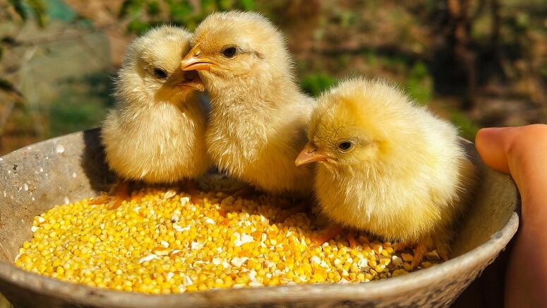 baby yellow chicks in bowl of corn