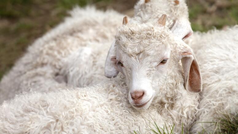 baby goats snuggling