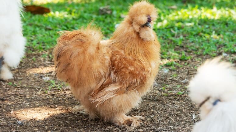 silkie