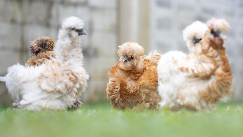 silkies