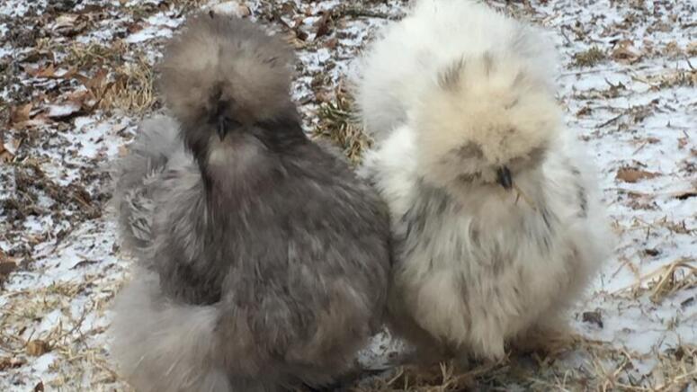 silkies