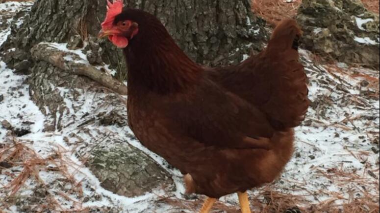 rhode island red chicken