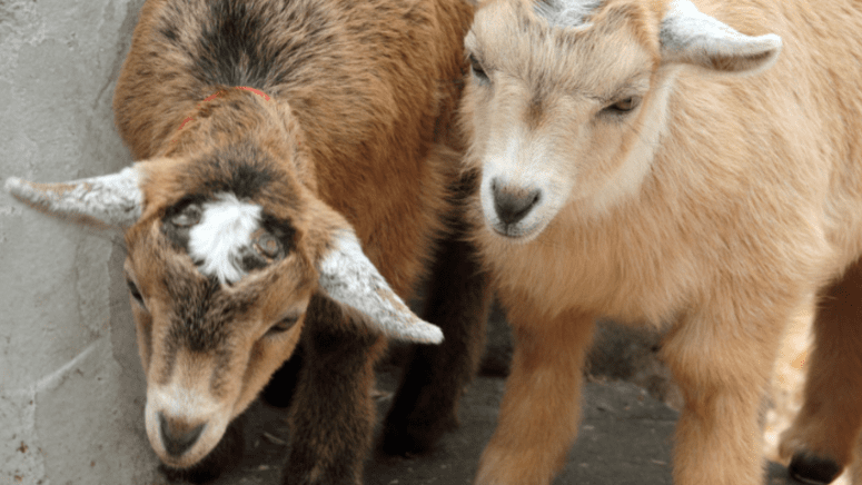 pygmy goats