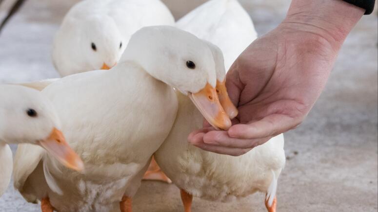 ducks munching