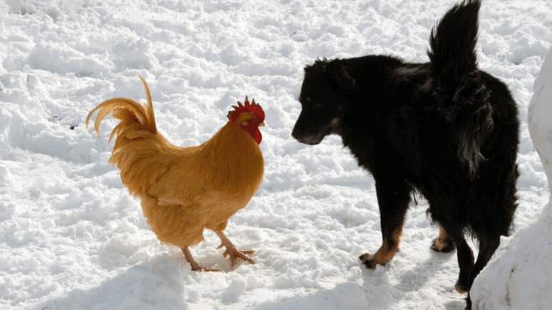 winter chicken and dog