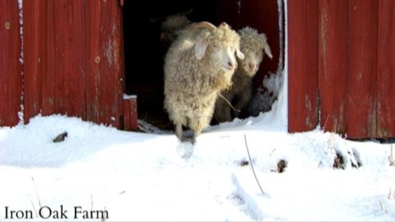 winter goats