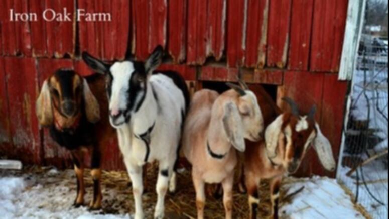 preparing your goats for winter