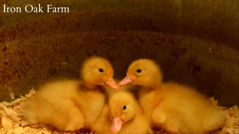 snuggling ducklings