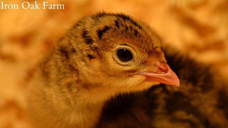 baby turkey poult