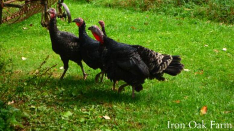 raising backyard turkeys