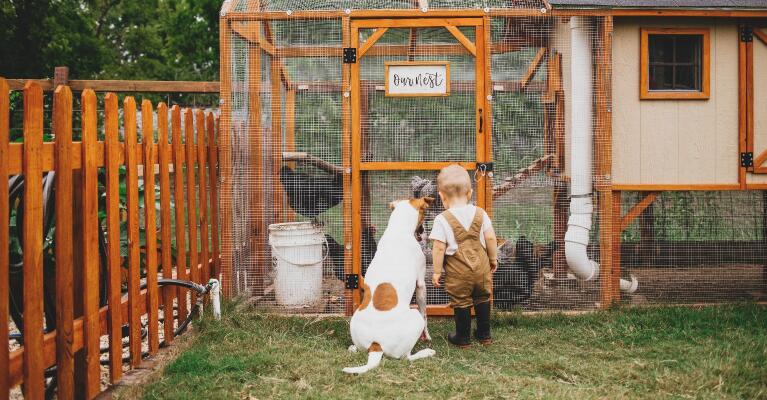 chicken coop