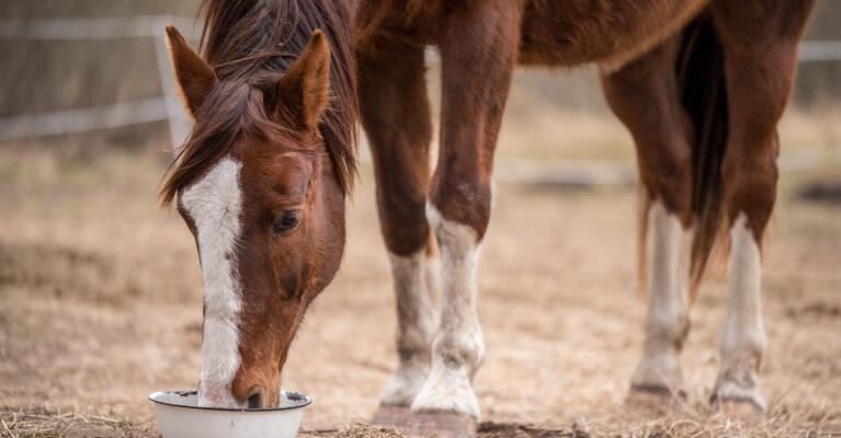 manna pro horse feed