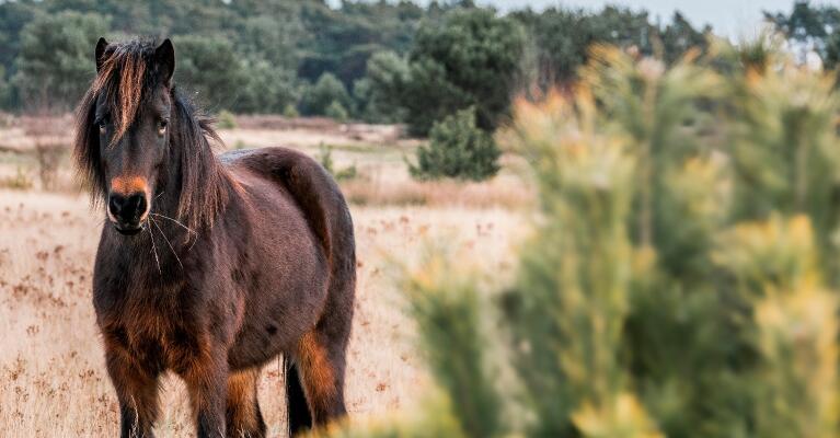 horse fly control