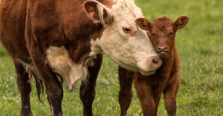 baby cow milk replacers