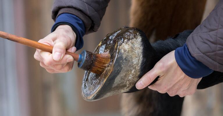 manna pro horse hoof care