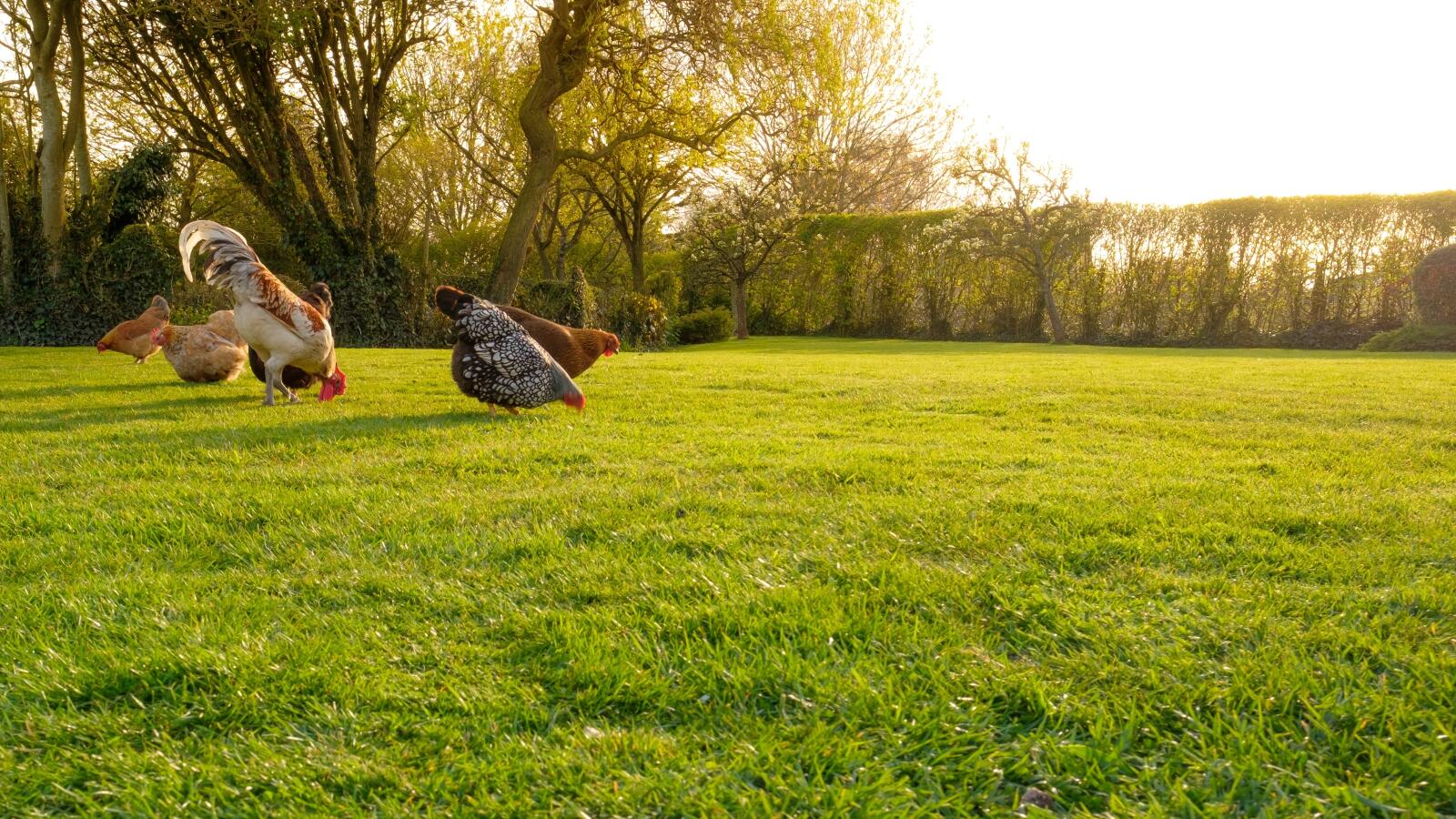 beautiful chicken backyard