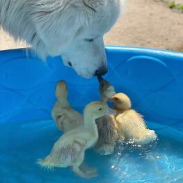 dog with ducks in water