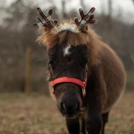 Donkey wearing antlers looking at camera