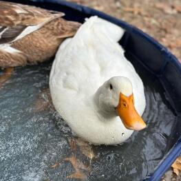 duck in water