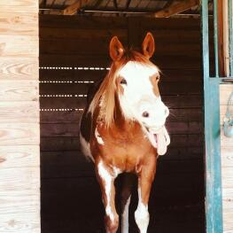 horse making funny face