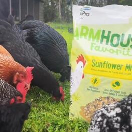 Hens with Manna Pro product