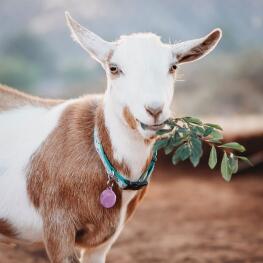 goat chewing on branch