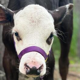 cow looking at camera