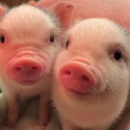 Piglets looking at camera