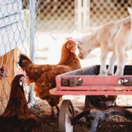 goat in wagon with hens