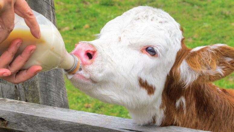 baby cow being bottle fed