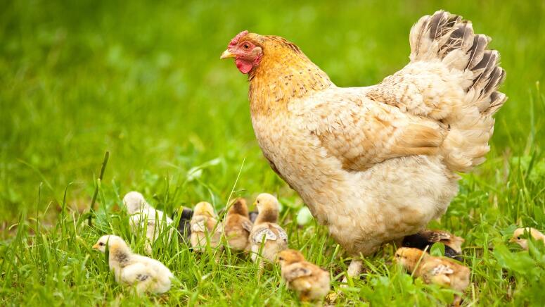 mother hen with chicks