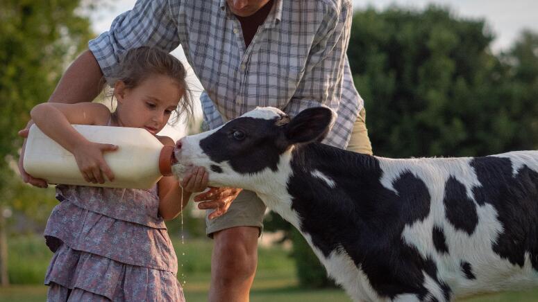 bottle calf being fed by a little girl and father